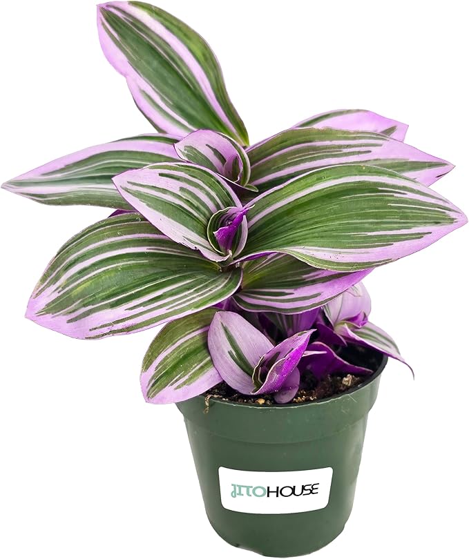 Tradescantia Bubblegum Nanouk Purple Plant - Fully Rooted Rare Houseplant for Home Office Wedding Decorations | Indoor and Outdoor - JitoHouse