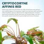SubstrateSource Cryptocoryne Live Aquarium Plants - Freshwater Plant for Aquariums, Planted Fish Tanks - Beginner Friendly (Affinis Red, 1 Pot (3-5 Plants))