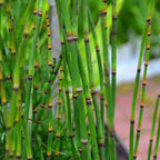 Chalily Horsetail Rush, a Great Live Pond Plant for Your Water Garden. Filters The koi and Goldfish Pond. Good for Bogs, Plant Shelf or Shallow Water This marginal Aquatic is a Real Beauty
