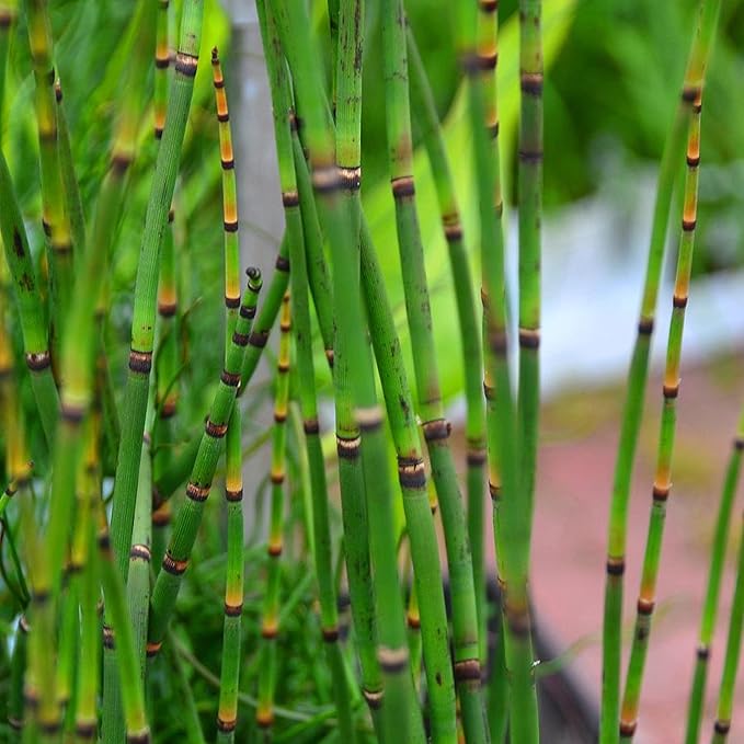 Chalily Horsetail Rush, a Great Live Pond Plant for Your Water Garden. Filters The koi and Goldfish Pond. Good for Bogs, Plant Shelf or Shallow Water This marginal Aquatic is a Real Beauty