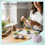 Nautical Crush Trading Sea Urchins Shells for Air Plants - 8 Purple (1.5-2.5") Sea Urchin Shells - Hanging Air Plant Holder - Air Plants Live Holders - Air Plant Pot - No Plants Included