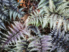 Greenwood Nursery: Live Perennial Plants - Japanese Painted Fern + Athyrium Niponicum - [Qty: 3X Pint Pots] - (Click for Other Available Plants/Quantities)