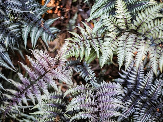 Greenwood Nursery: Live Perennial Plants - Japanese Painted Fern + Athyrium Niponicum - [Qty: 3X Pint Pots] - (Click for Other Available Plants/Quantities)