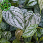 Philodendron Brandi Live Plant for Indoor | Different Houseplants in 4'' & 6'' Pot | Real House Plant for Living Room, Office, Desk & Bathroom | Silver Leaf | brandtianum