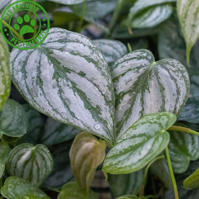 Philodendron Brandi Live Plant for Indoor | Different Houseplants in 4'' & 6'' Pot | Real House Plant for Living Room, Office, Desk & Bathroom | Silver Leaf | brandtianum
