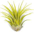 Ionantha Guatemala Tillandsia Air Plant, Guatemala Tillandsia Live Airplant, Healthy Arrival Guaranteed, Great Indoor Plant, Home Decor & Gift (Yellow)