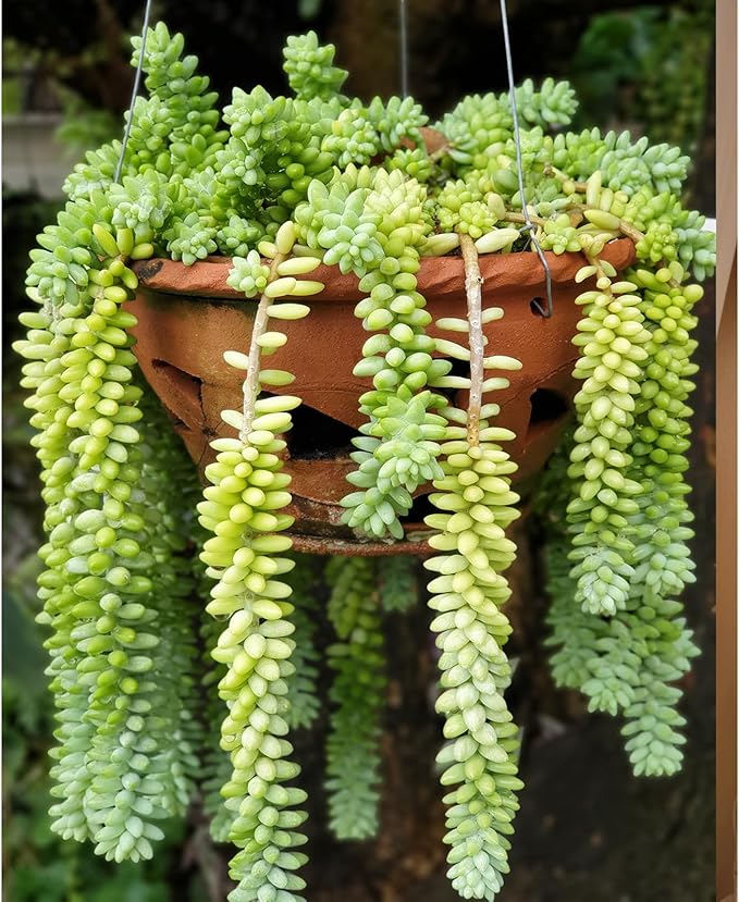 Sprout N Green Donkey's Tail, Live Sedum Morganianum-Burro's tail Succulent in 4" Pot, Trailing Plant for Home Office Indoor Outdoor Hanging Decor, DIY Project, Party Favor, Pet Friendly, Easy to Care