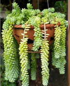 Sprout N Green Donkey's Tail, Live Sedum Morganianum-Burro's tail Succulent in 4" Pot, Trailing Plant for Home Office Indoor Outdoor Hanging Decor, DIY Project, Party Favor, Pet Friendly, Easy to Care