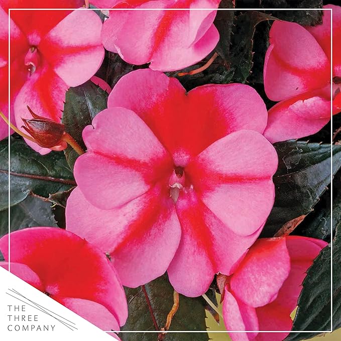 Live Flowering Sunpatiens - Red and Pink Bicolor (2 Plants Per Pack), Beautiful Annual Summer Color, 10" Tall by 6" Wide in 1 Quart Pot