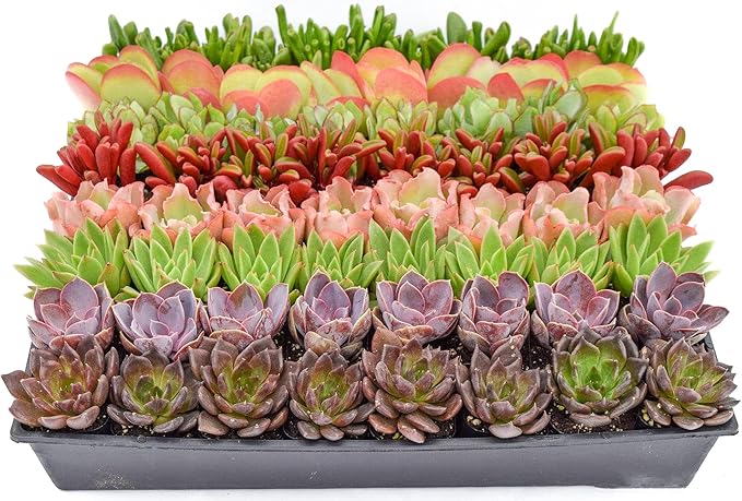 Colorful Succulents (40 Pack) - Assorted 2 Inch - Live Succulent Plants - Fully Rooted Succulents (40)