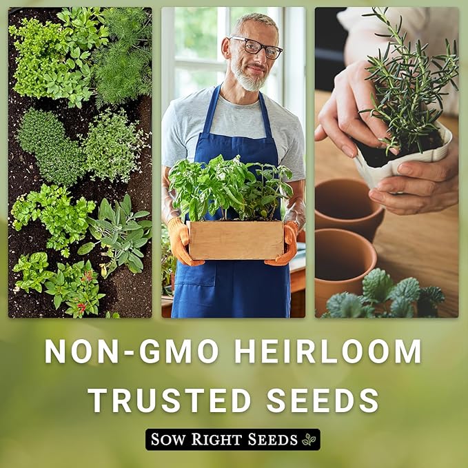 Sow Right Seeds - Genovese Sweet Basil Seed for Planting - Non-GMO Heirloom Packet with Instructions to Plant and Grow a Kitchen Herb Garden - Indoors or Outdoor - Great for Hydroponic Gardening (4)