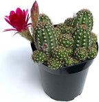 Rose Quartz Peanut Cactus Chamaelobivia Live Potted Cactus