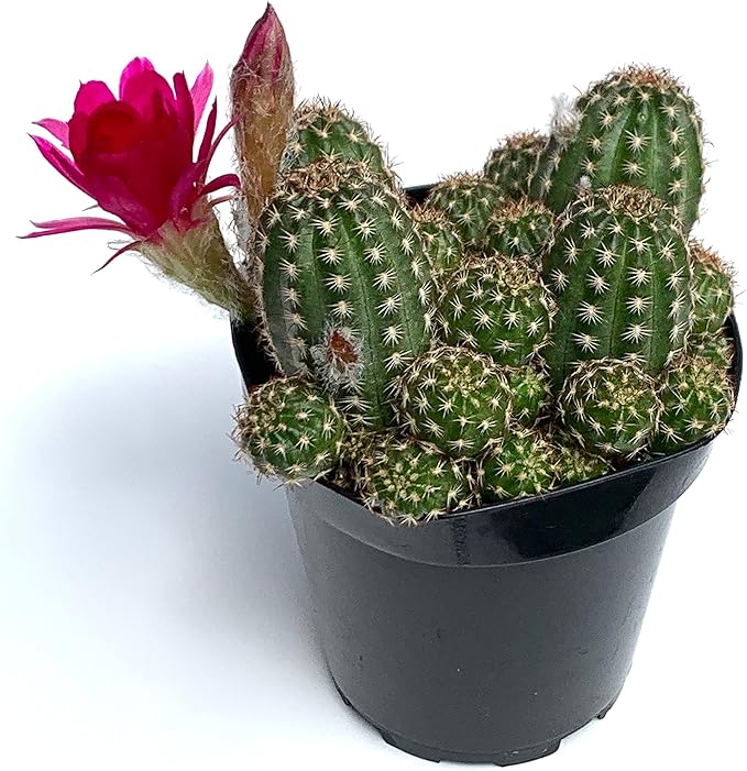 Rose Quartz Peanut Cactus Chamaelobivia Live Potted Cactus