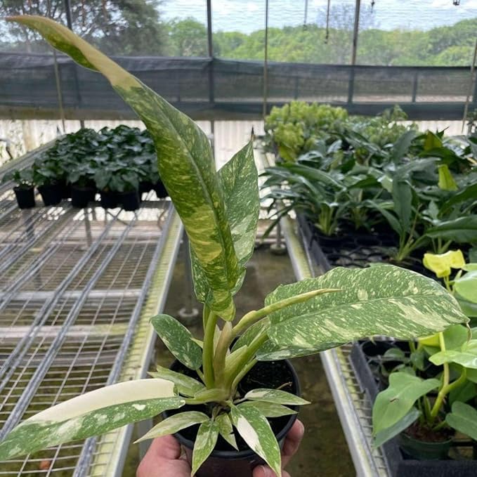 Philodendron Variegated Ring of Fire Live Plant for Indoor | Different Houseplants in 4'' & 6'' Pot | Real House Plant for Living Room, Office, Desk & Bathroom | Henderson’s Pride