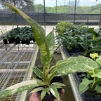Philodendron Variegated Ring of Fire Live Plant for Indoor | Different Houseplants in 4'' & 6'' Pot | Real House Plant for Living Room, Office, Desk & Bathroom | Henderson’s Pride