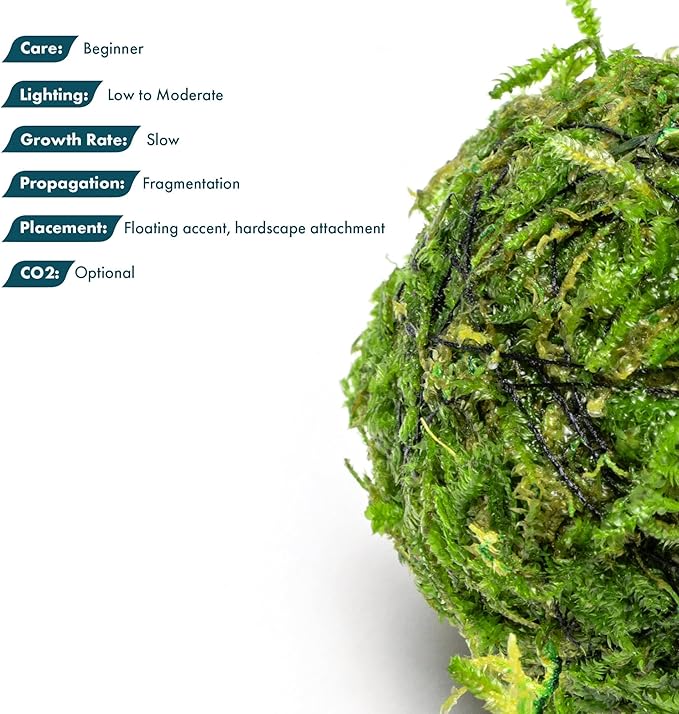 SubstrateSource Live Planted Decor - Christmas Moss Ball - Deep Green Freshwater Aquatic Plant, Low Light Aquarium Hardscape Accent for Aquascaping, Moderate Growth Rate - 1 Pack