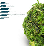 SubstrateSource Live Planted Decor - Christmas Moss Ball - Deep Green Freshwater Aquatic Plant, Low Light Aquarium Hardscape Accent for Aquascaping, Moderate Growth Rate - 1 Pack