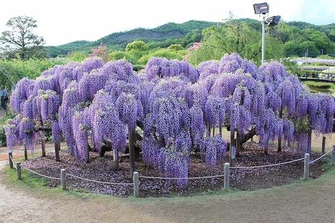 5 Blue Flowering Chinese Wisteria Vines - 6-12" Tall Live Plants - Wisteria Seedlings - Wisteria sinensis - (5 Pack)