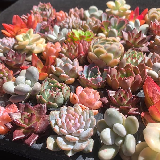 Mix DIY Rare Live Succulent Plants, 0.5-1,5" Random Mystery Bulk Succulent Live Plant, Without Pot & Soil, 12/24/100 Pcs, Garden Indoor Office Desk Decoration, Plant Gifts (100)