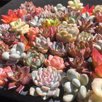 Mix DIY Rare Live Succulent Plants, 0.5-1,5" Random Mystery Bulk Succulent Live Plant, Without Pot & Soil, 12/24/100 Pcs, Garden Indoor Office Desk Decoration, Plant Gifts (24)