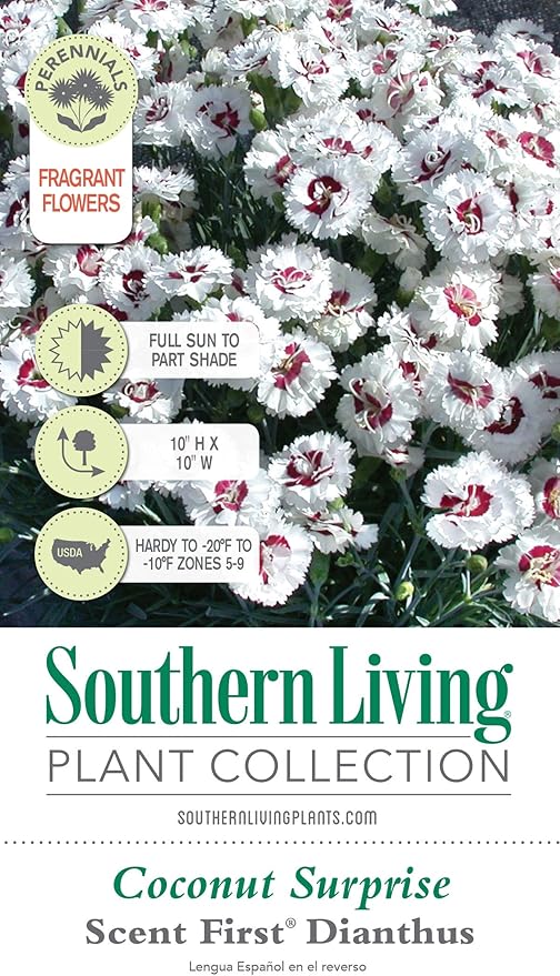 Scent First® Coconut Surprise Dianthus, 2.5 Quart, White Flowering Live Perennial Plant - Fragrant Groundcover