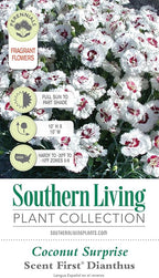 Scent First® Coconut Surprise Dianthus, 2.5 Quart, White Flowering Live Perennial Plant - Fragrant Groundcover