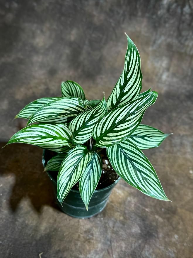 PLANTVERS Live Calathea Plant – Easy Care & Low Maintenance Tropical Houseplant – Air Purifying Indoor Plant for Low Light & Home Décor (Calathea Vittata 4" Grow Pot, 4" Grow Pot)