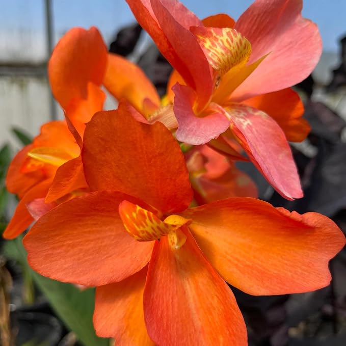 Chalily Canna ‘Chiquita Punch’, a Great Live Pond Plant for Your Water Garden. Filters The koi and Goldfish Pond. Good for Bogs, Plant Shelf or Shallow Water This marginal Aquatic is a Real Beauty