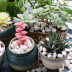 White Rocks for Plants & Garden. Decorative Polished Pebbles. 3/8 Inch 2lbs for Succulents, Vases & Pots (XSM (0.375 Inch), White - Lightly Polished, 2)