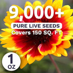 Blanket Flower – Gaillardia aristata – Large 1 Ounce Packet – 9,000 Flower Seeds for Planting
