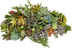 25 Assorted Live Succulent Cuttings, No 2 Succulents Alike, Great for Terrariums, Mini Gardens, and as Starter Plants. Live Succulents Plants for DIY Projects and Home Decor (25, Small)