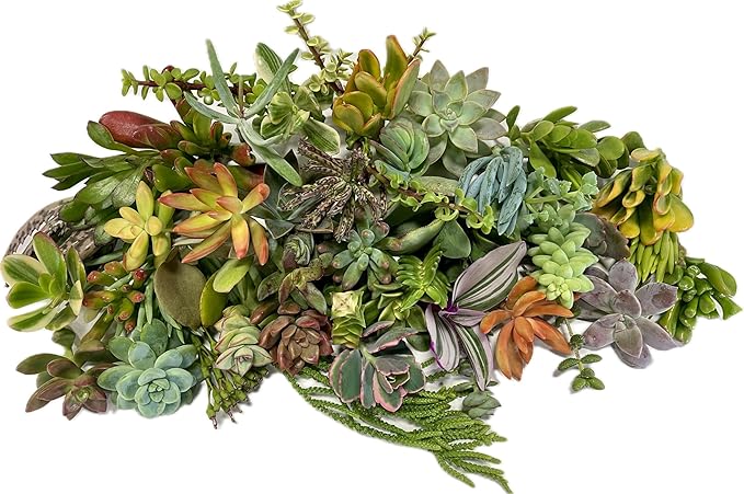25 Assorted Live Succulent Cuttings, No 2 Succulents Alike, Great for Terrariums, Mini Gardens, and as Starter Plants. Live Succulents Plants for DIY Projects and Home Decor (25, Small)