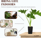 MyShelfie - Mini Philodendron Selloum Hope Starter Live Plant in 2-Inch Pot – Tropical Indoor Houseplant, Low Maintenance, Easy Care, Perfect for Home or Office Décor (3)