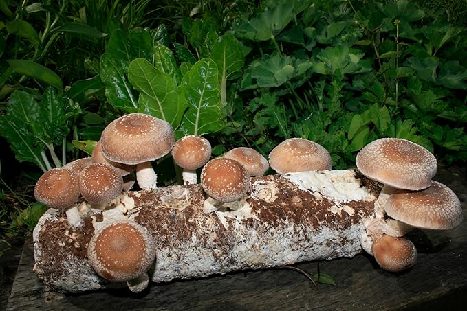 Root Mushroom Farm- Mushroom Liquid Cultures/Shiitake(lentinula edodes)