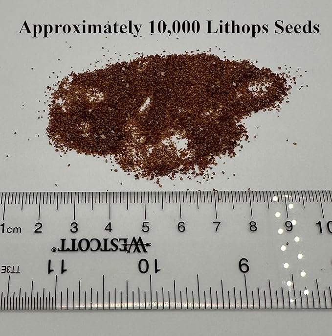 Lithops Seed KIT Mix Fresh Harvest 50 Seeds 4-2” Pots & Soil Huge Variety of Species Beautiful Colorful Faces Variable Colors Patterns High Germination Rate Living Stone (Kit # 1 50seed4-2”Pot-Soil)