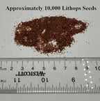 Lithops Seed KIT Mix Fresh Harvest 50 Seeds 4-2” Pots & Soil Huge Variety of Species Beautiful Colorful Faces Variable Colors Patterns High Germination Rate Living Stone (Kit # 1 50seed4-2”Pot-Soil)