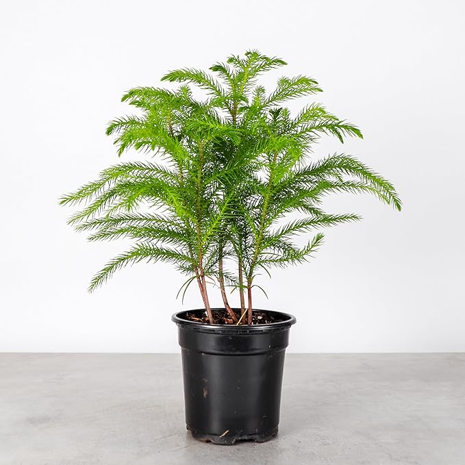 Thorsen's Greenhouse Live Norfolk Island Pine Plant, Christmas Greenery Gift or Decor, Air Purifying Premium Indoor Houseplant, Mature 4" Diameter Pot (Nursery Pot, 4-inch Pot)