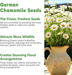 LUOJIBIE German Chamomile Seeds, 30,000+ Chamomile Flower Seeds Bulk for Planting Outdoor Indoor Garden, Heirloom & Non-GMO Matricaria Chamomilla/Recutita Herb Seeds, Easy to Grow