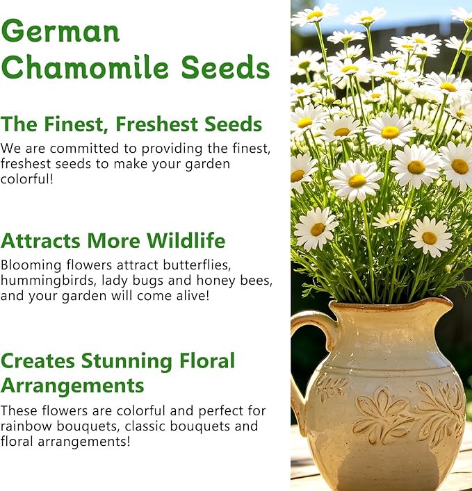 LUOJIBIE German Chamomile Seeds, 30,000+ Chamomile Flower Seeds Bulk for Planting Outdoor Indoor Garden, Heirloom & Non-GMO Matricaria Chamomilla/Recutita Herb Seeds, Easy to Grow