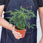 Schefflera Arboricola Live Plant for Indoor | Different Houseplants in 4'' & 6'' Pot | Real House Plant for Living Room, Office, Desk & Bathroom | Dwarf Umbrella Tree