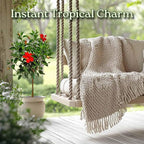 Live Hibiscus Plant - Tropical Flowering Tree Plant - Red President - Overall Height 38" to 44" - Tropical Plants of Florida (Plant Only)