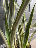 RedCrocus Sayuri's Snake Plant Sansevieria- Indoor Air Purifying Plant for Low Light Spaces 6" Pot