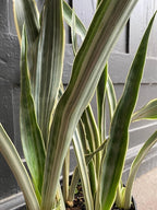 RedCrocus Sayuri's Snake Plant Sansevieria- Indoor Air Purifying Plant for Low Light Spaces 6" Pot