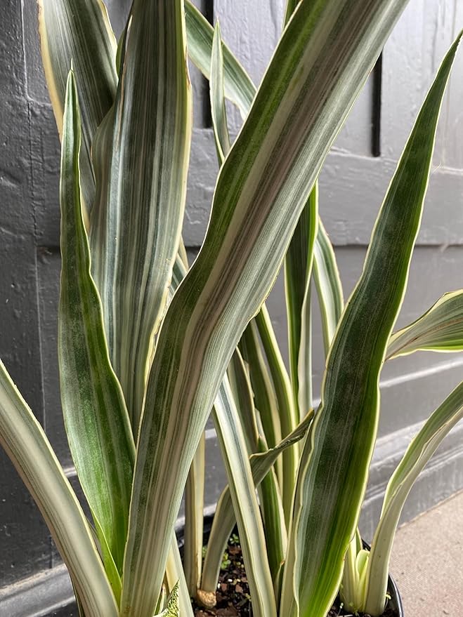 RedCrocus Sayuri's Snake Plant Sansevieria- Indoor Air Purifying Plant for Low Light Spaces 6" Pot