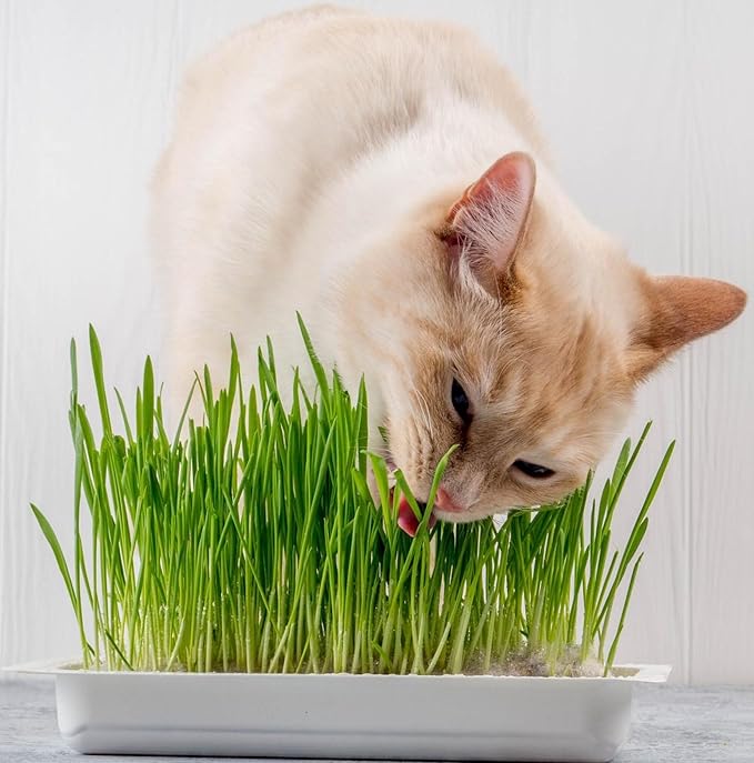 Seeds Cat Grass Complex Vitamin Non GMO Heirloom 600 Seeds