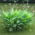 Chalily Hardy Canna, Shallow Water Plant, a Great Live Pond Plant for Your Water Garden. Filters The koi and Goldfish Pond. Good for Bogs, Plant Shelf or Shallow Water. A Real Beauty