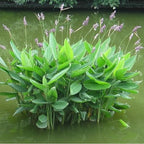 Chalily Hardy Canna, Shallow Water Plant, a Great Live Pond Plant for Your Water Garden. Filters The koi and Goldfish Pond. Good for Bogs, Plant Shelf or Shallow Water. A Real Beauty