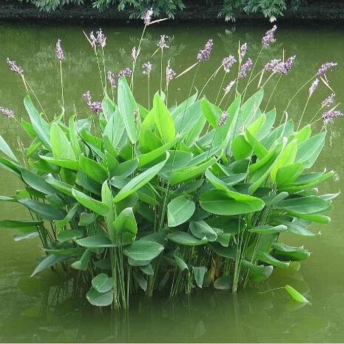 Chalily Hardy Canna, Shallow Water Plant, a Great Live Pond Plant for Your Water Garden. Filters The koi and Goldfish Pond. Good for Bogs, Plant Shelf or Shallow Water. A Real Beauty