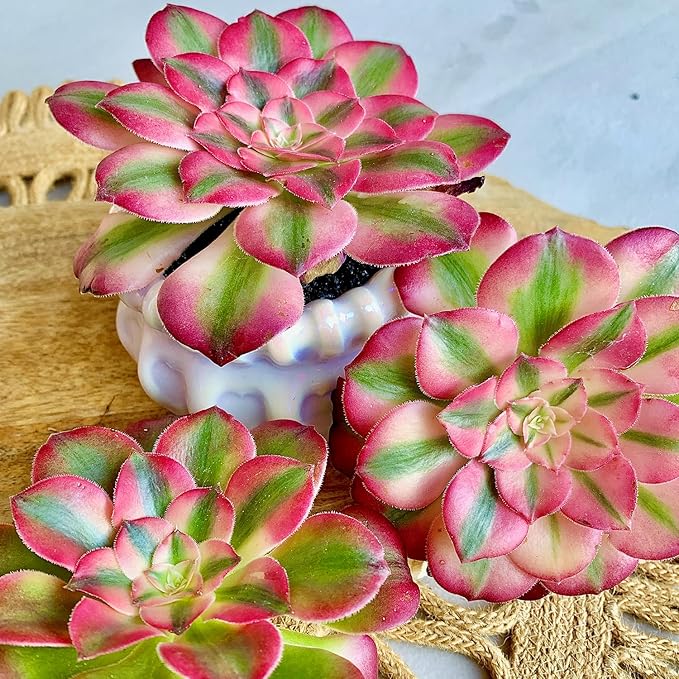 FWPP Succulents Plants Live Echeveria Perle von Nürnberg,Mini Succulents Red 3 inches Mini Succulents,Bare Root Without Pot,Succulent Plant Live Decoration Plant Gifts