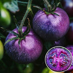 Dwarf Cherokee Tomato Seeds for Planting, 280+pcs Organic Tomato Vegetable Seeds Plants, Non-GMO Heirloom Vegetables Plants Fresh Food Home Garden for Outdoors Indoors